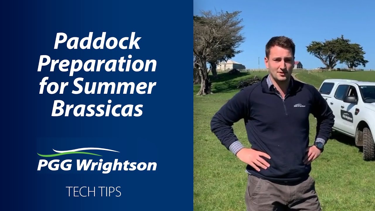 Paddock Preparation for Summer Brassicas | PGG Wrightson Tech Tips