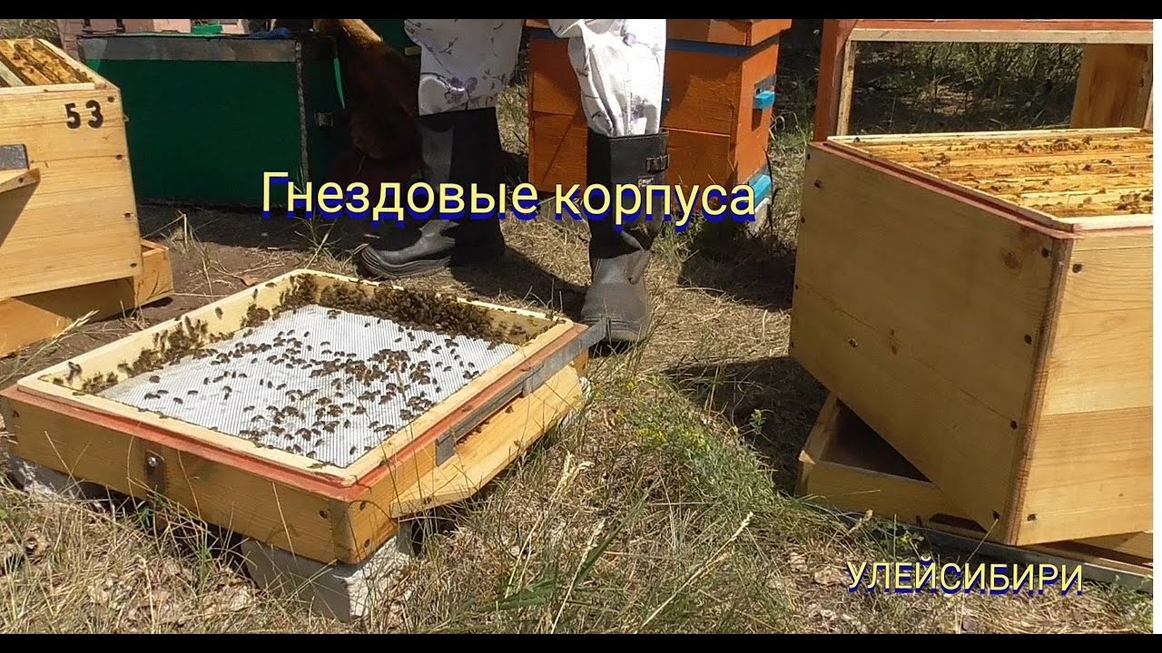 Перестановка гнездовых корпусов местами в многокорпусном улье.Новинки в компании УЛЕЙСИБИРИ.