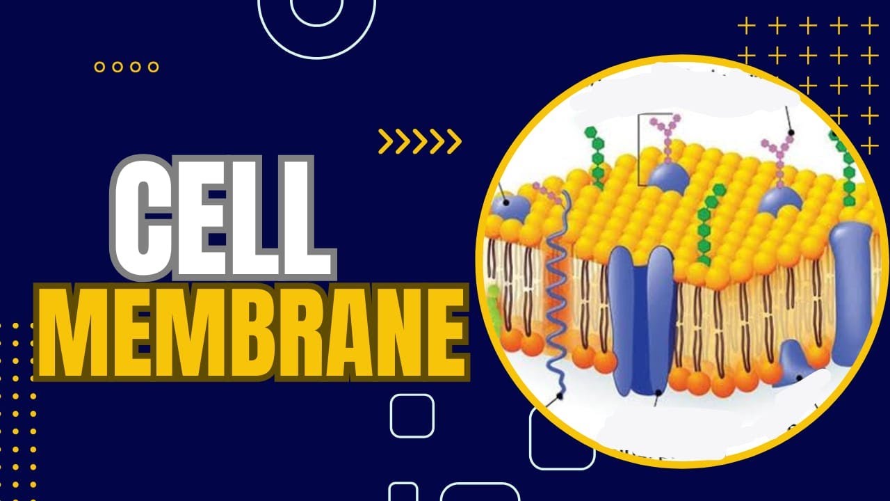 “Cell Membrane Structure & Function | Fluid Mosaic Model, Transport Proteins & Mechanisms”(Detailed)