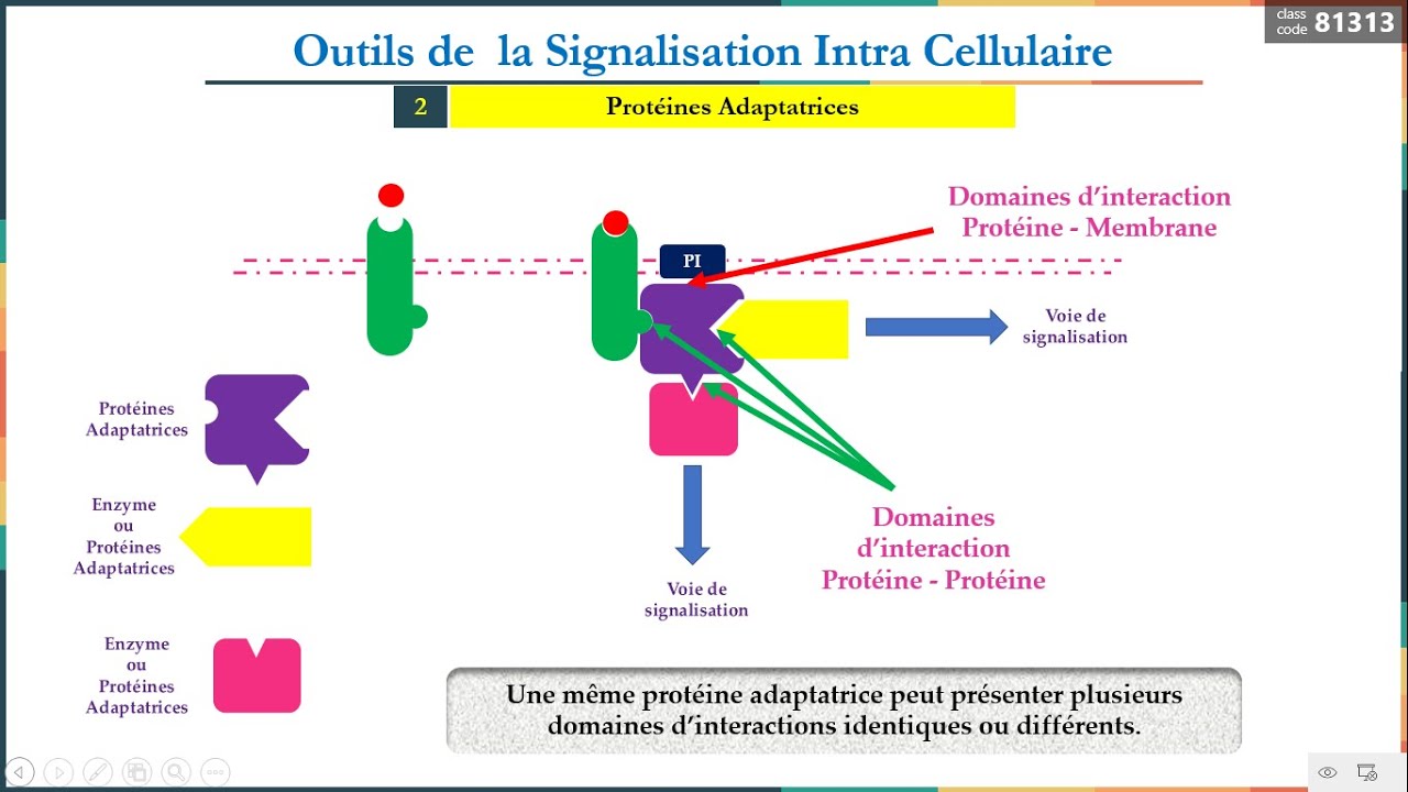 Leçon 9  : Outils de la signalisation Intracellulaire  (2) -  Protéines Adaptatrices