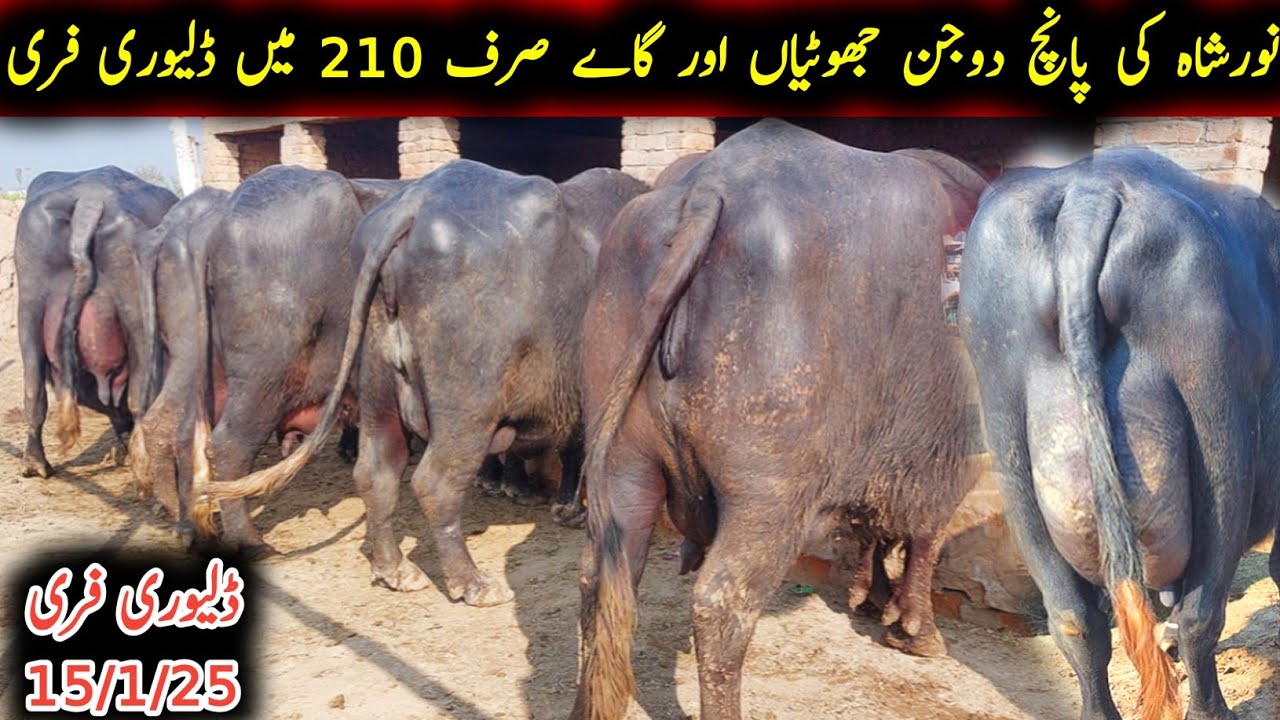 Noorshah ki toper 5 bheinsein or gay for sel|نورشاہ کی پانچ جھوٹیاں|Earn from buffalo