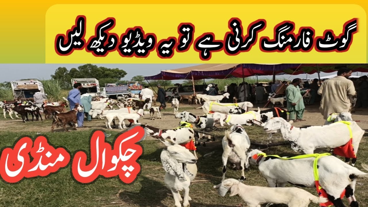 Goats farming price  information in Chakwal mandi. Chakwal Mandi me Bakrion ke price information.