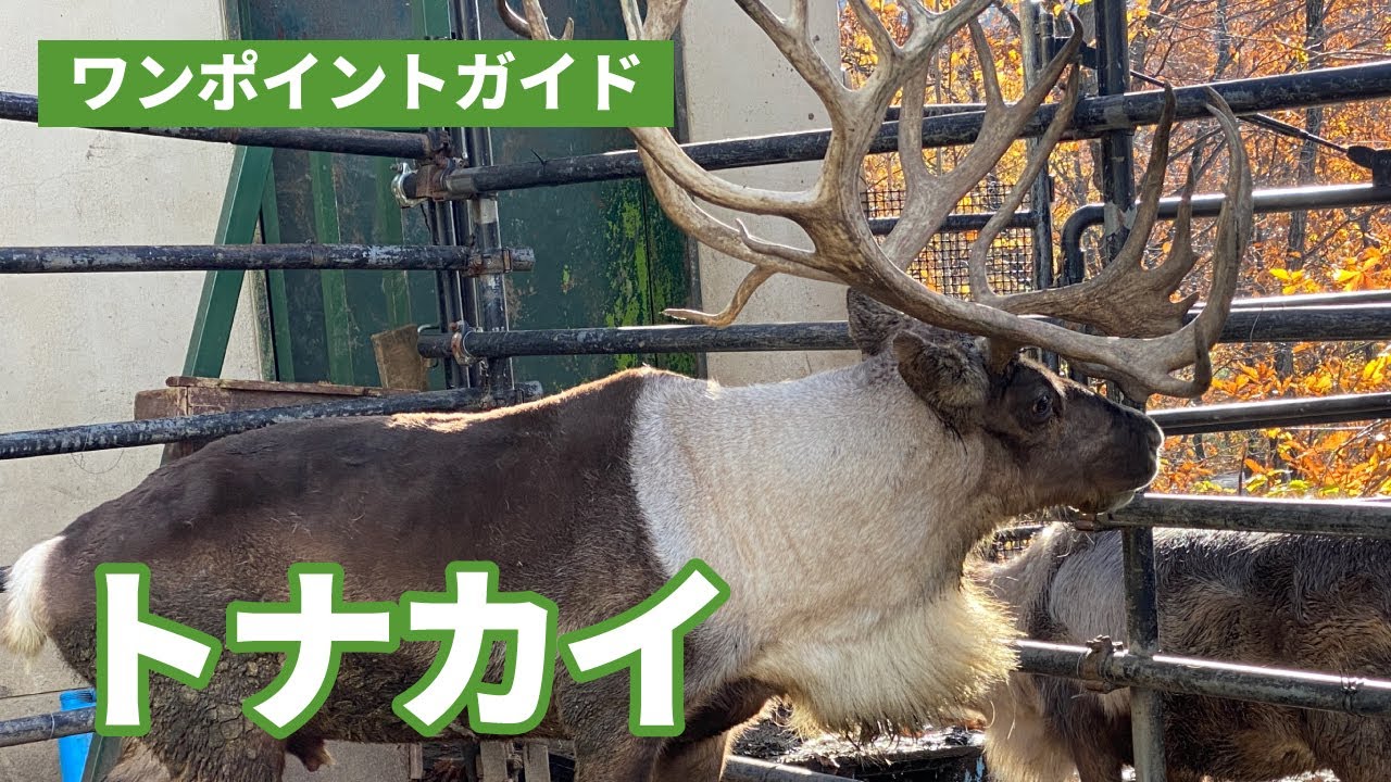 ワンポイントガイド(トナカイ)