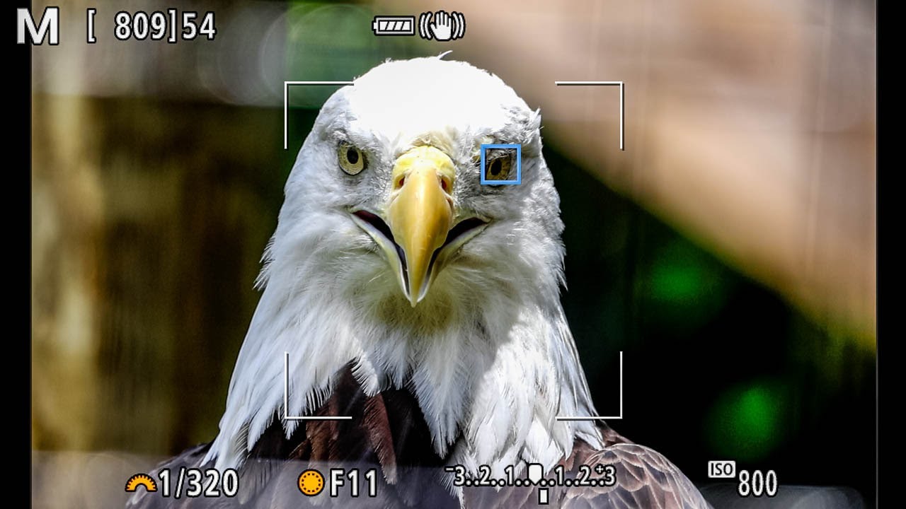 CANON EOS R5 / R6 Animal Eye AF: Does it FAIL in the Real World?! (w/ RAW FILES)