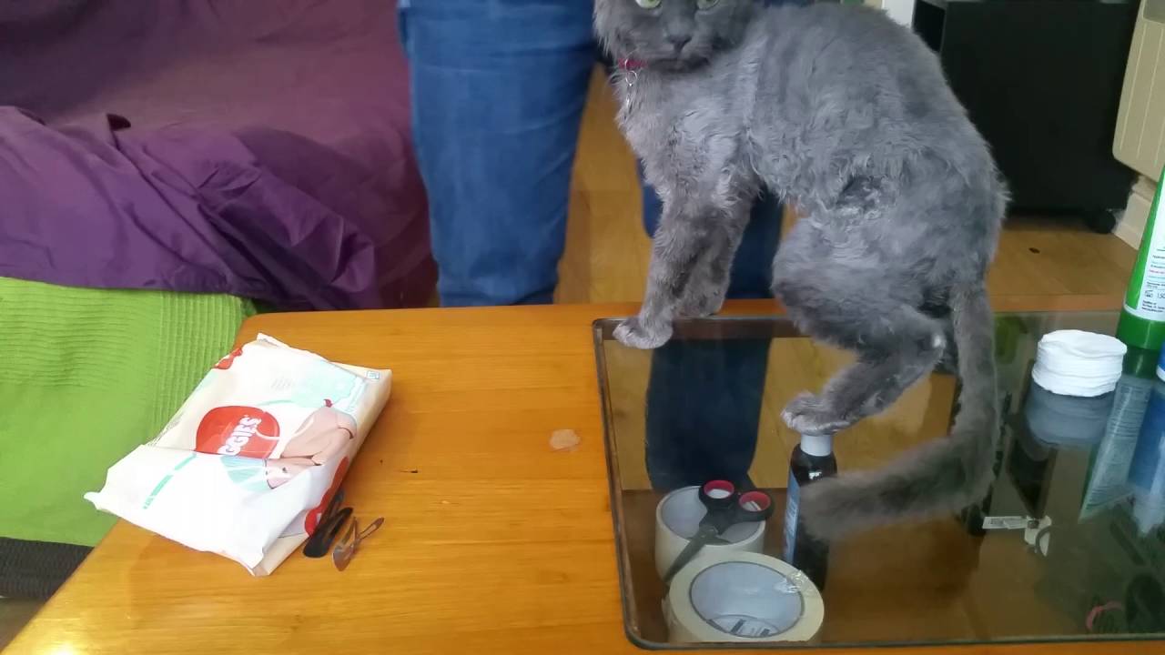 How to change diaper to a disable cat