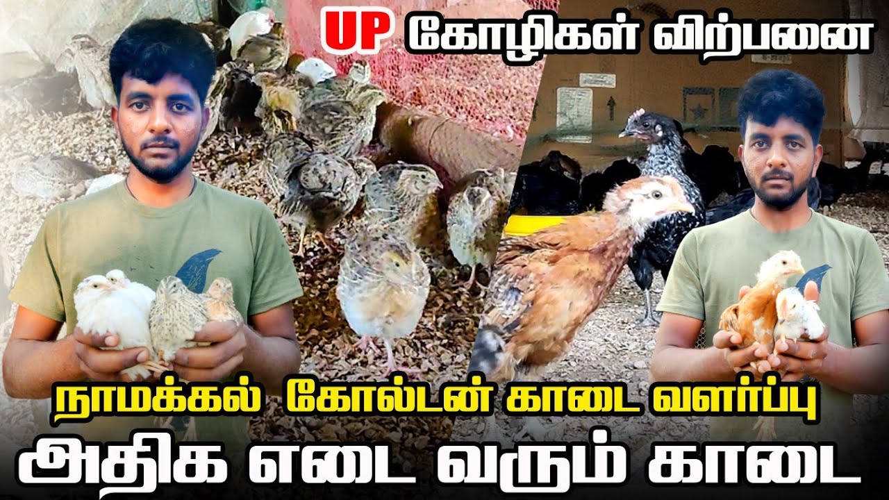 அதிக எடை வரும் நாமக்கல் கோல்டன் காடை வளர்ப்பு | UP கோழி வளர்ப்பு #iyarkaiannai