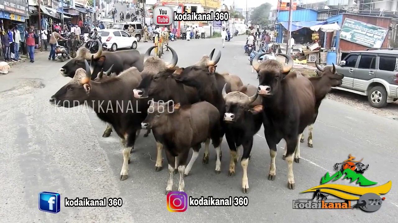BISON INTO THE CITY | KODAIKANAL | WILDLIFE SANCTUARY |TAMIL NADU TOURISM