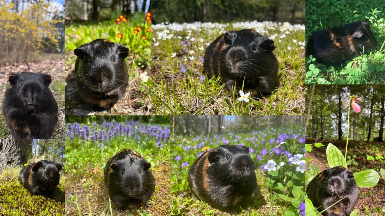All Pluto Bear Outdoor Flower Photos So Far Compilation