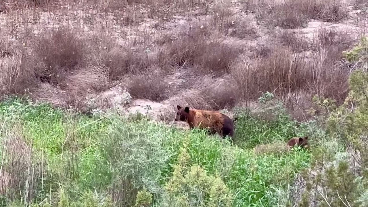 Good news bears, September 4, 2025