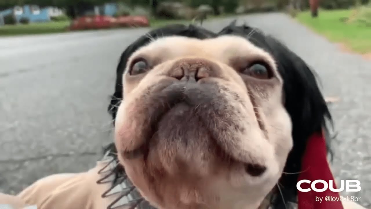 Funny GIFs with Sound #1 😂😂😂