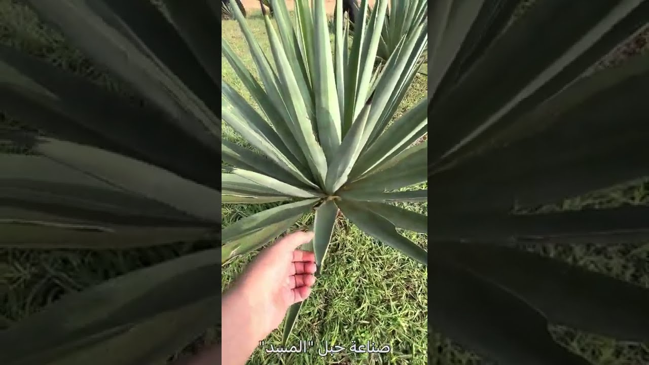 صناعة حبل 