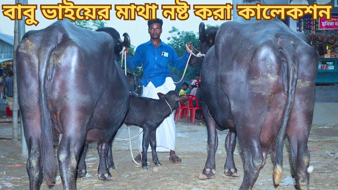আজকে মাথা নষ্ট করা কালেকশন দেখুন | বিগ বিগ সাইজের প্রেগন্যান্ট ও বাচ্চা সহ মহিষ ও বকনা বাচ্চা কিনুন