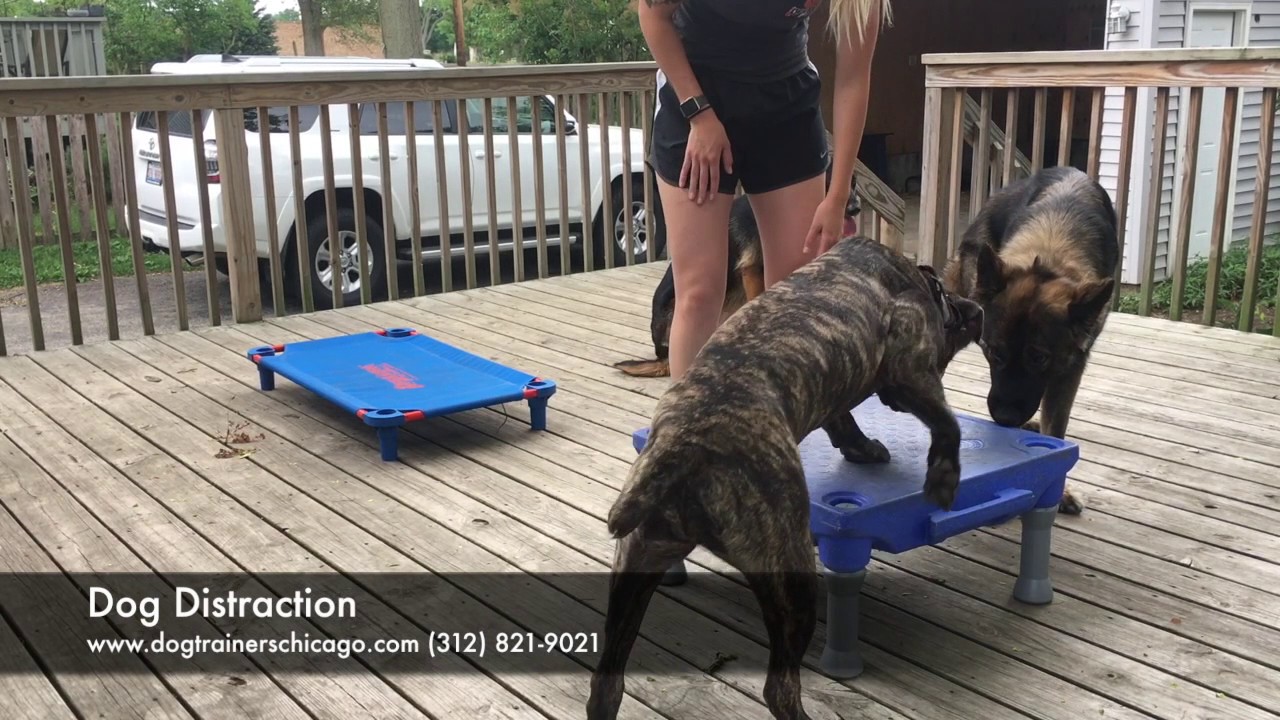 Dog Training: 7 Month Old Presa Canario/Cane Corso Mix, Turbo! Before/After Two Week Board and Train