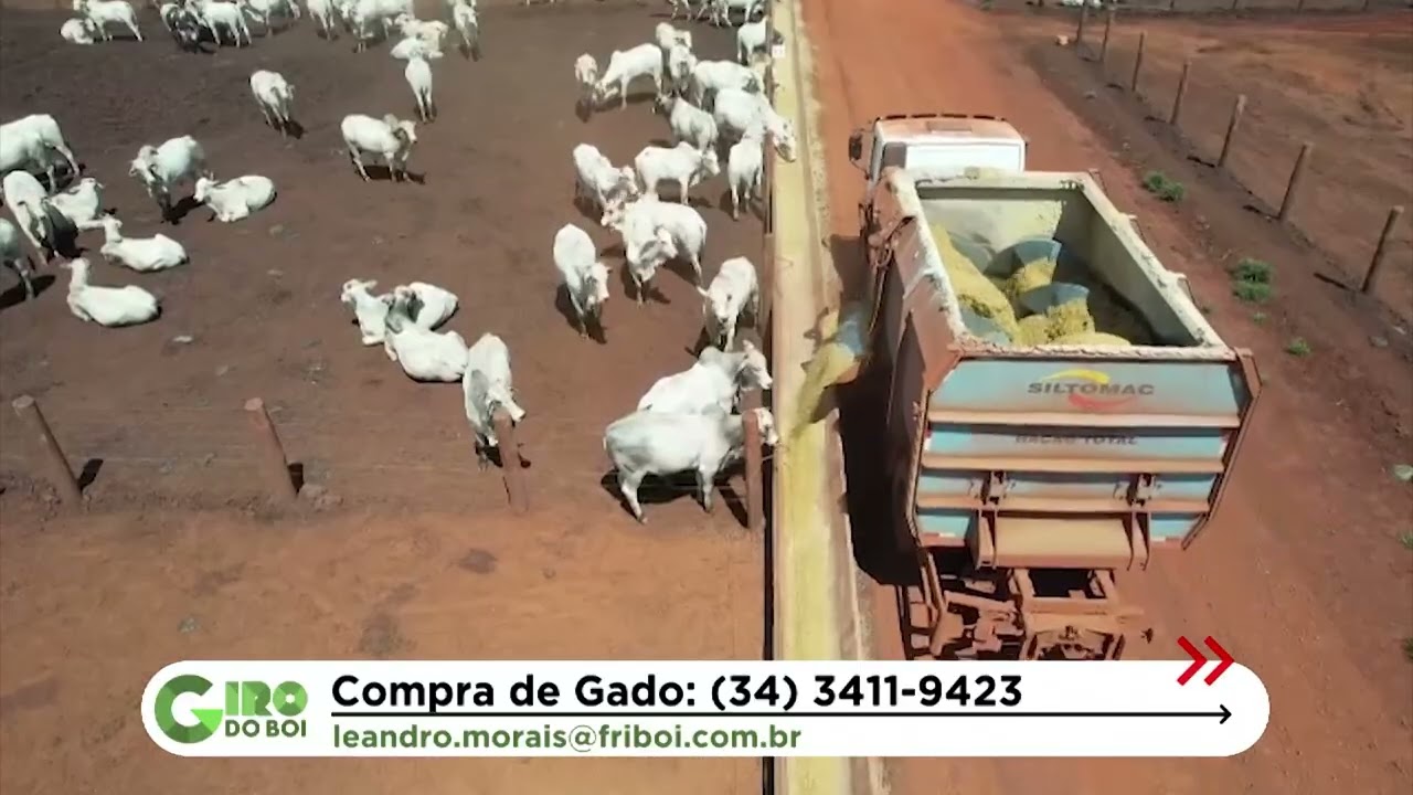 BOIADA JOVEM PRECOCE ALCANÇA 23 ARROBAS EM MG; VEJA DETALHES