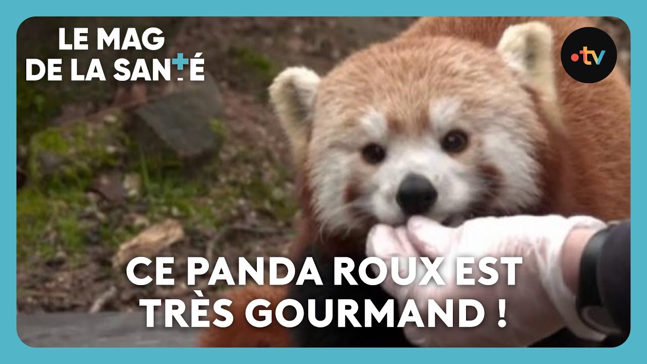 Soigner les animaux sauvages - In Vivo