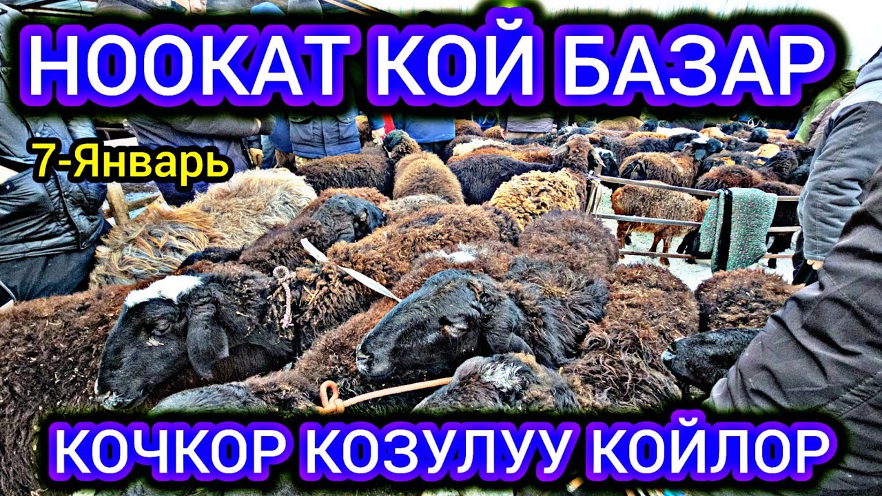 НООКАТ КОЙ КОЧКОР СООЛУК КОЗУЛУУ КОЙ БААСЫ👍 25-Январь #байкж 