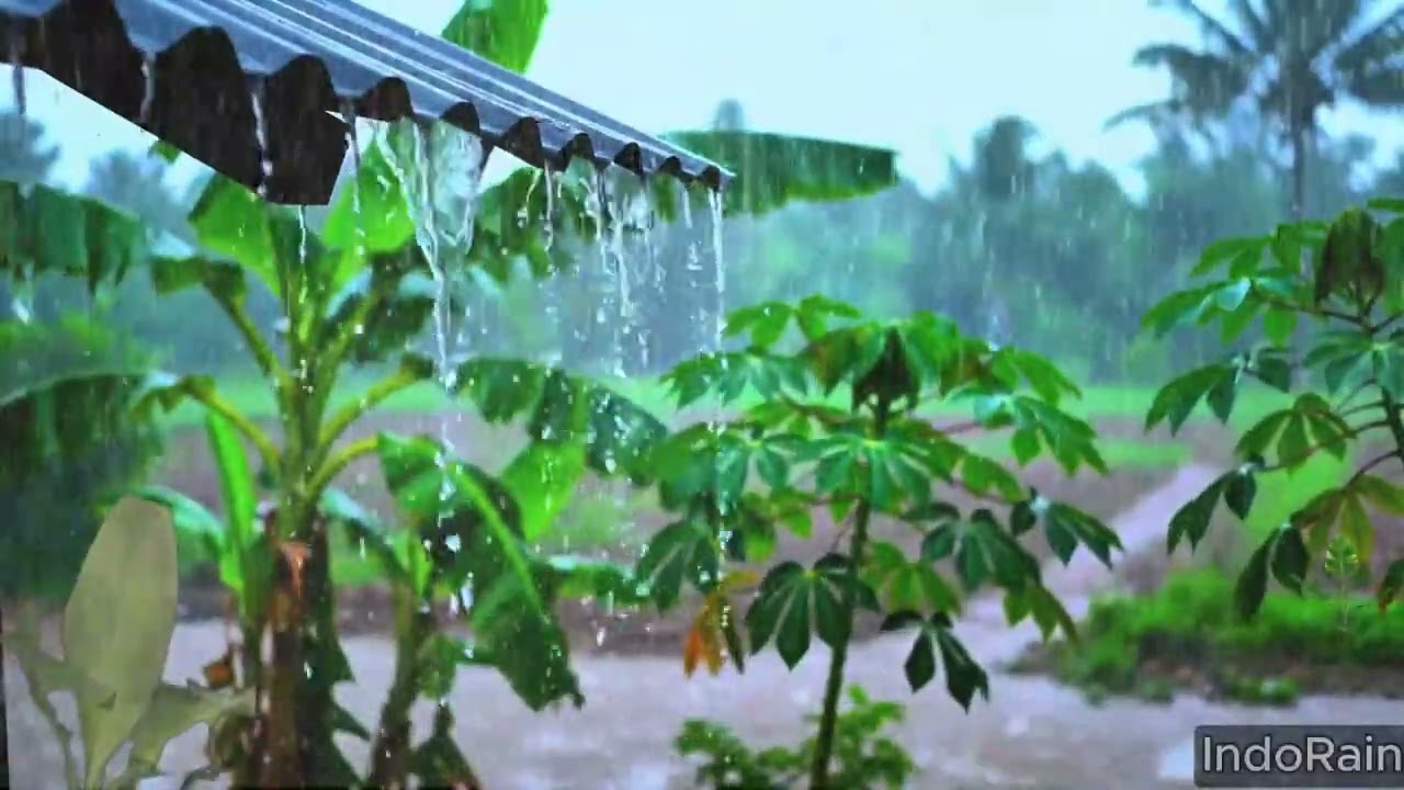 Powerful Tropical Rain on Tin Roof 🌧️ Cozy Indonesian Village Ambience for Deep Sleep