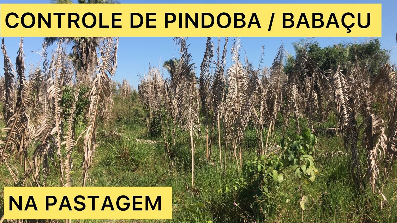 COMO ELIMINAR PINDOBA, PALMEIRAS DE COCO BABAÇU.#roça #agro