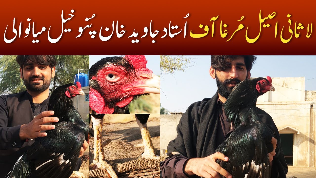 Pure Lasani Aseel Ki Pehchan Dera Javed Khan Punokhel