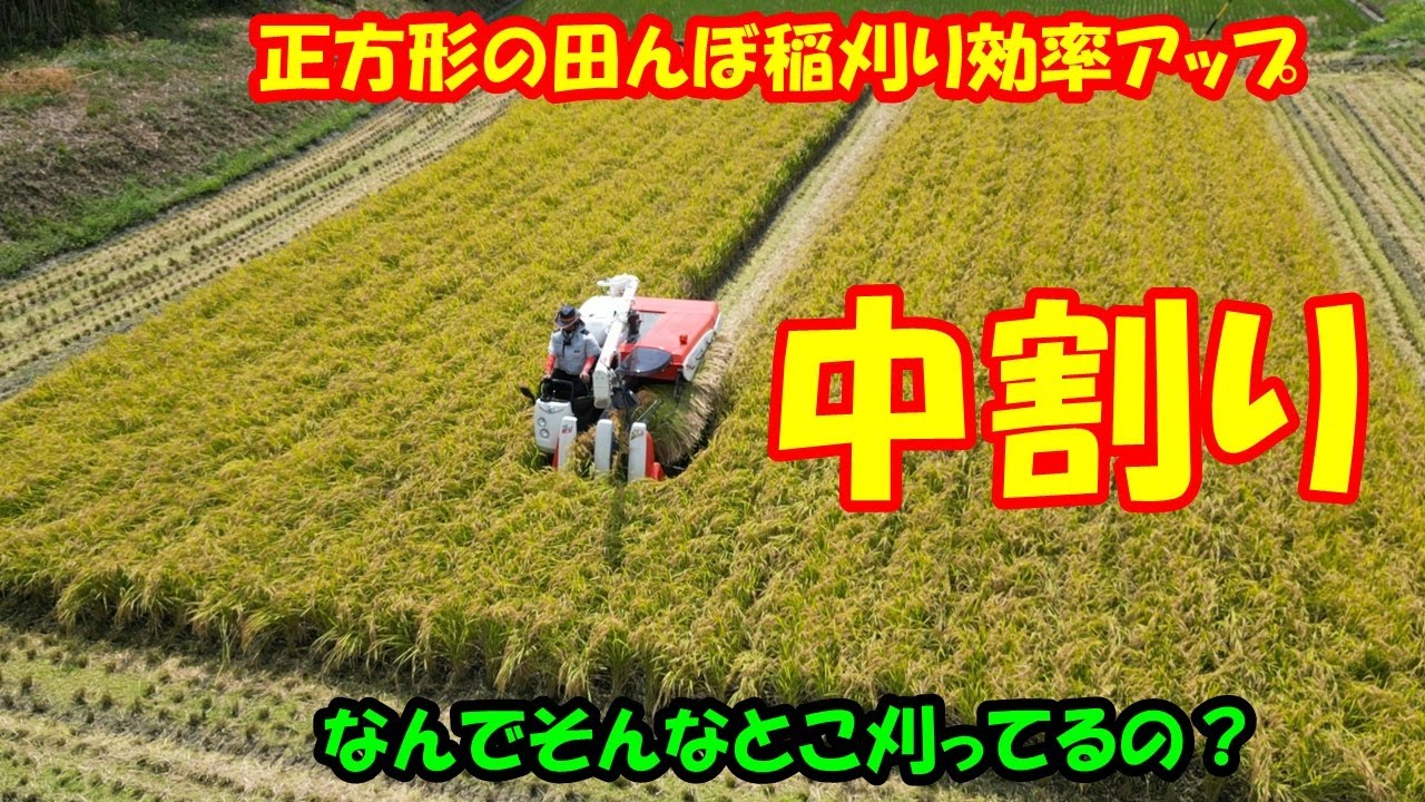 正方形の田んぼは、中割りの稲刈りで効率アップ　田んぼ・2025 20250830 クボタ・ER323
