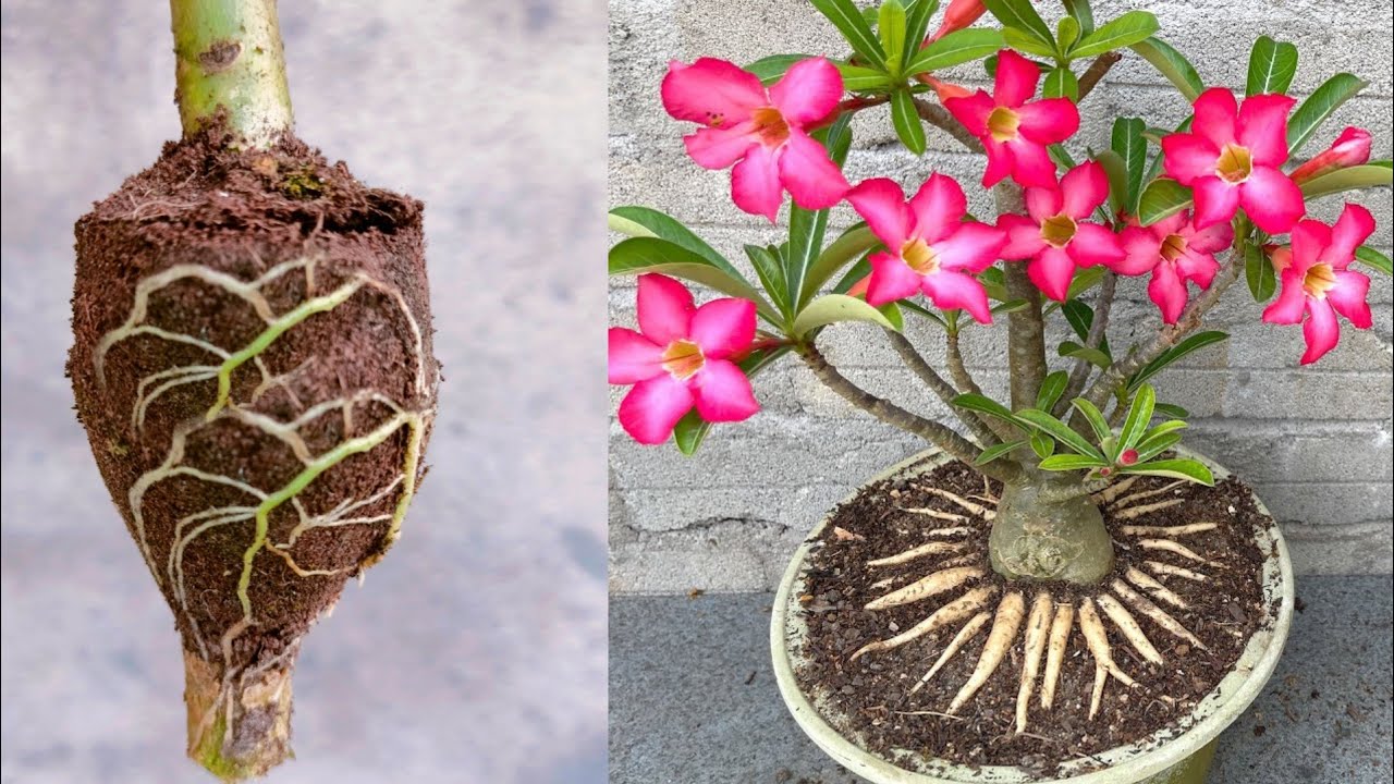 Propagate Adenium Flower by  Air Layering with beautiful roots || Grow Adenium Plant From Cuttings