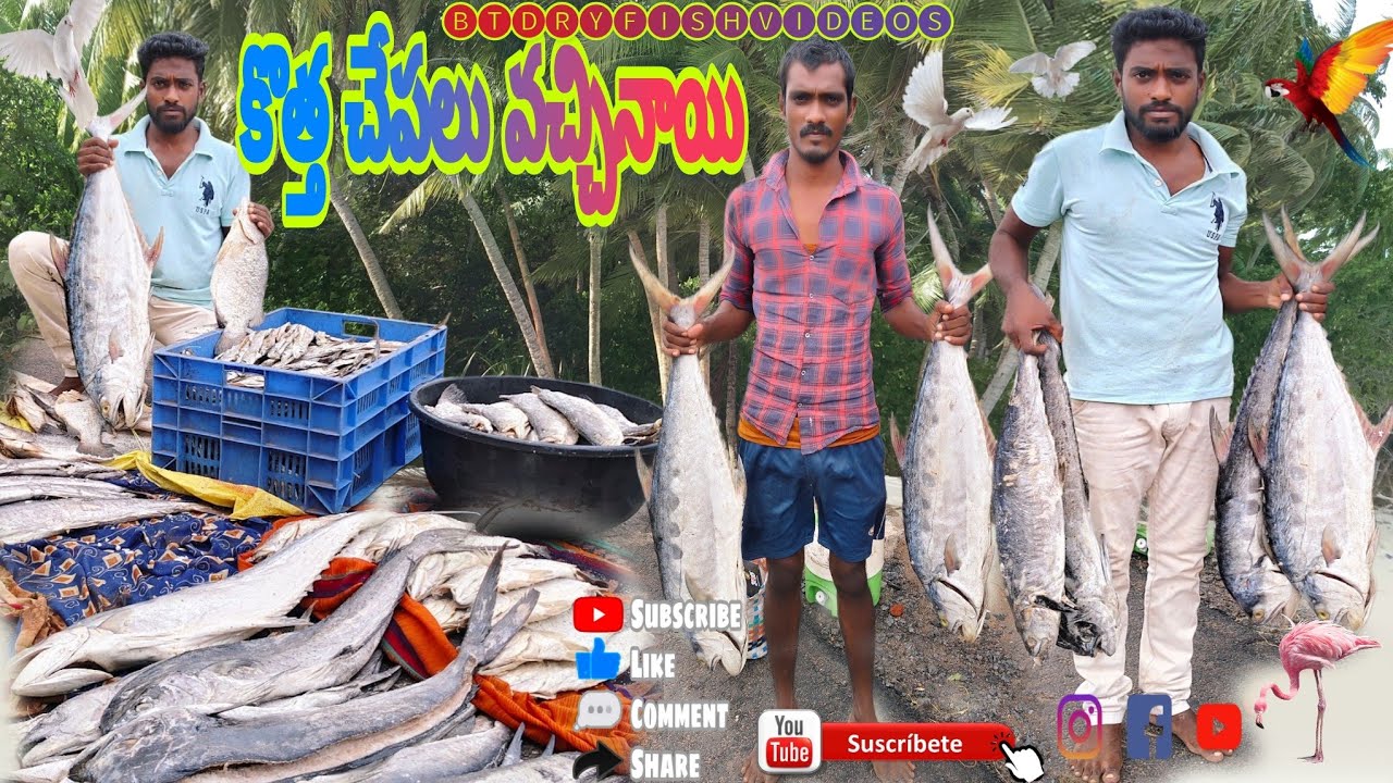 కొత్త చేపలు వచ్చినాయి  #best dryfish #BT Dryfish videos #dryfish #dryfish cutting #viralvideos #fish