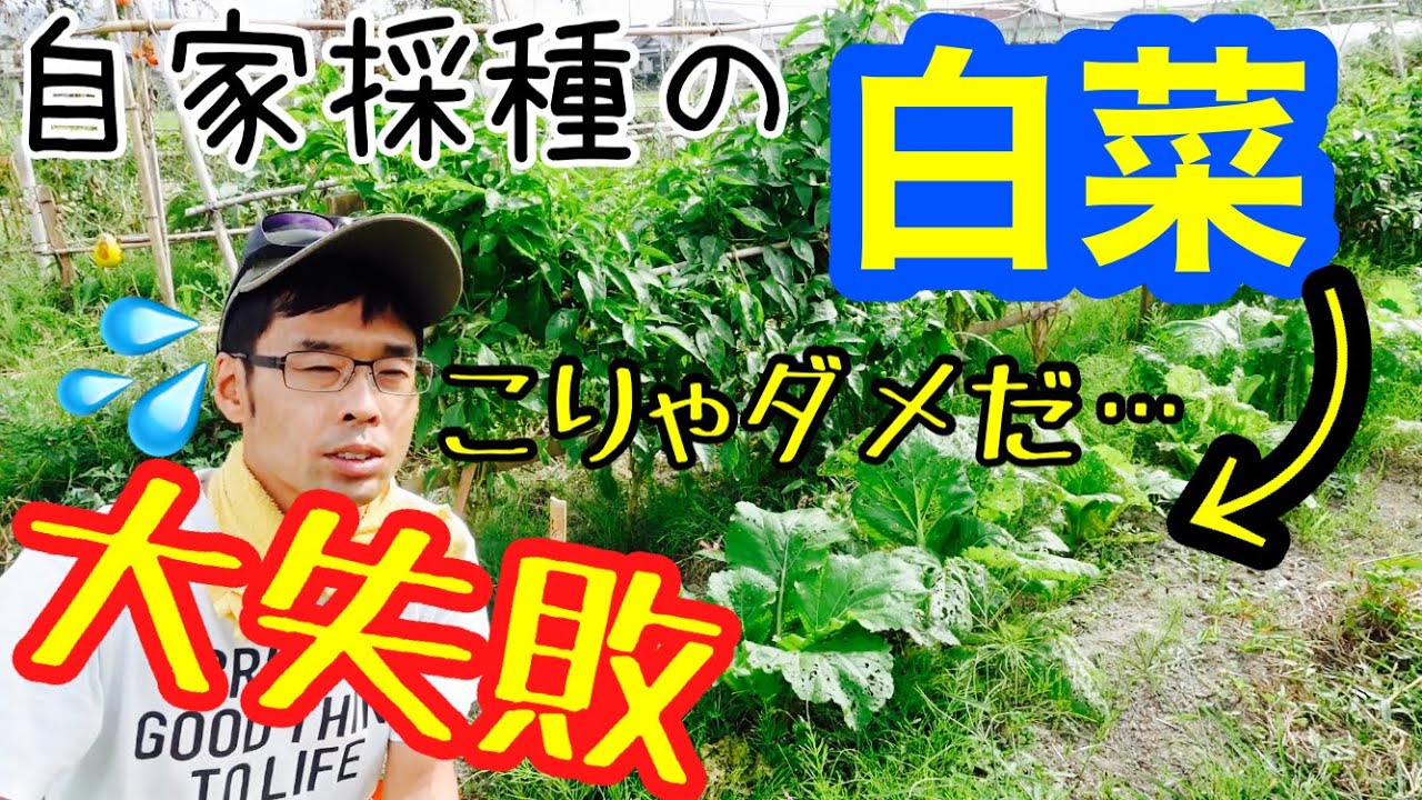 白菜栽培実験の途中経過と蒔き直しに山東菜種蒔き【無農薬無肥料】2021年10月12日
