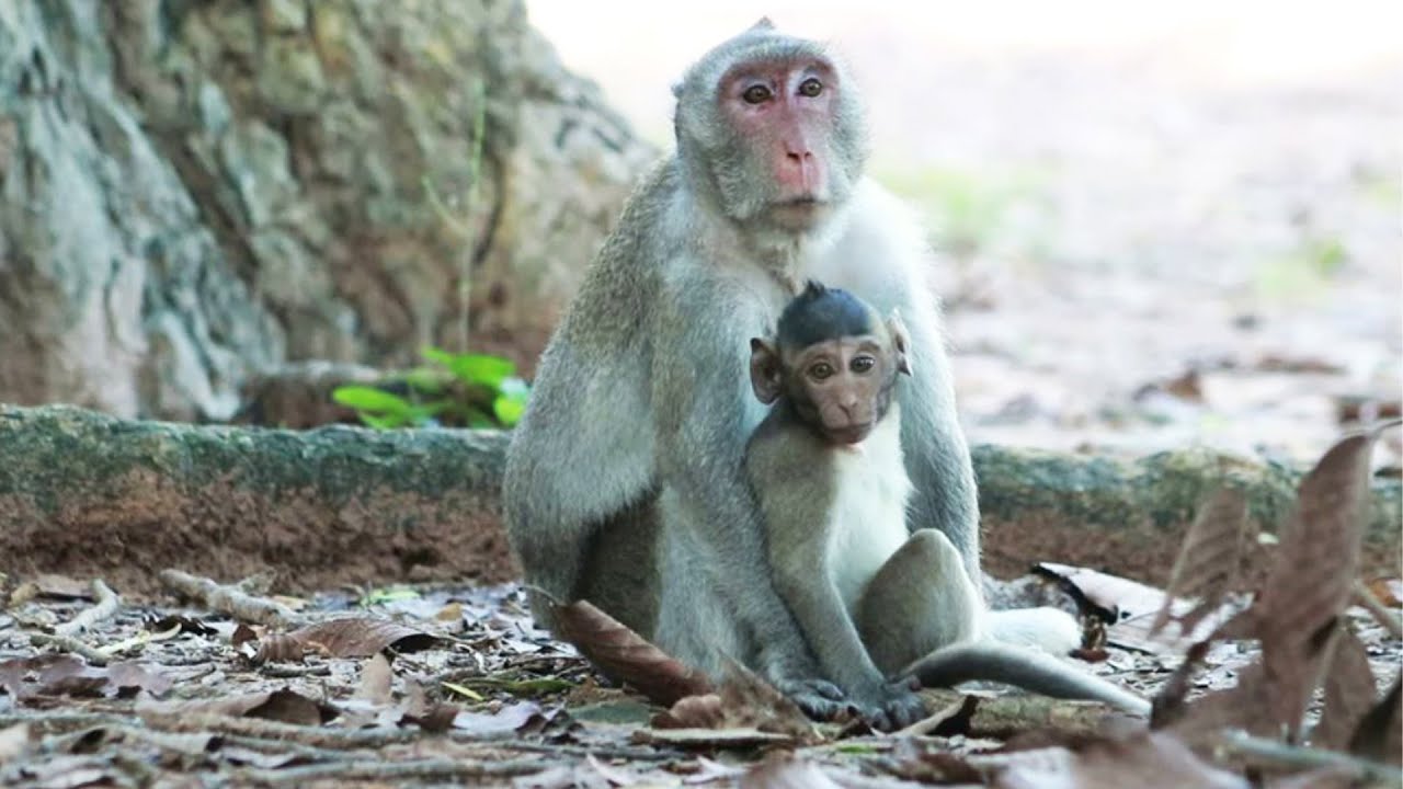 jane monkey and jazzy monkey live in amber group on Oct3 ,2022/VS..319 Amber