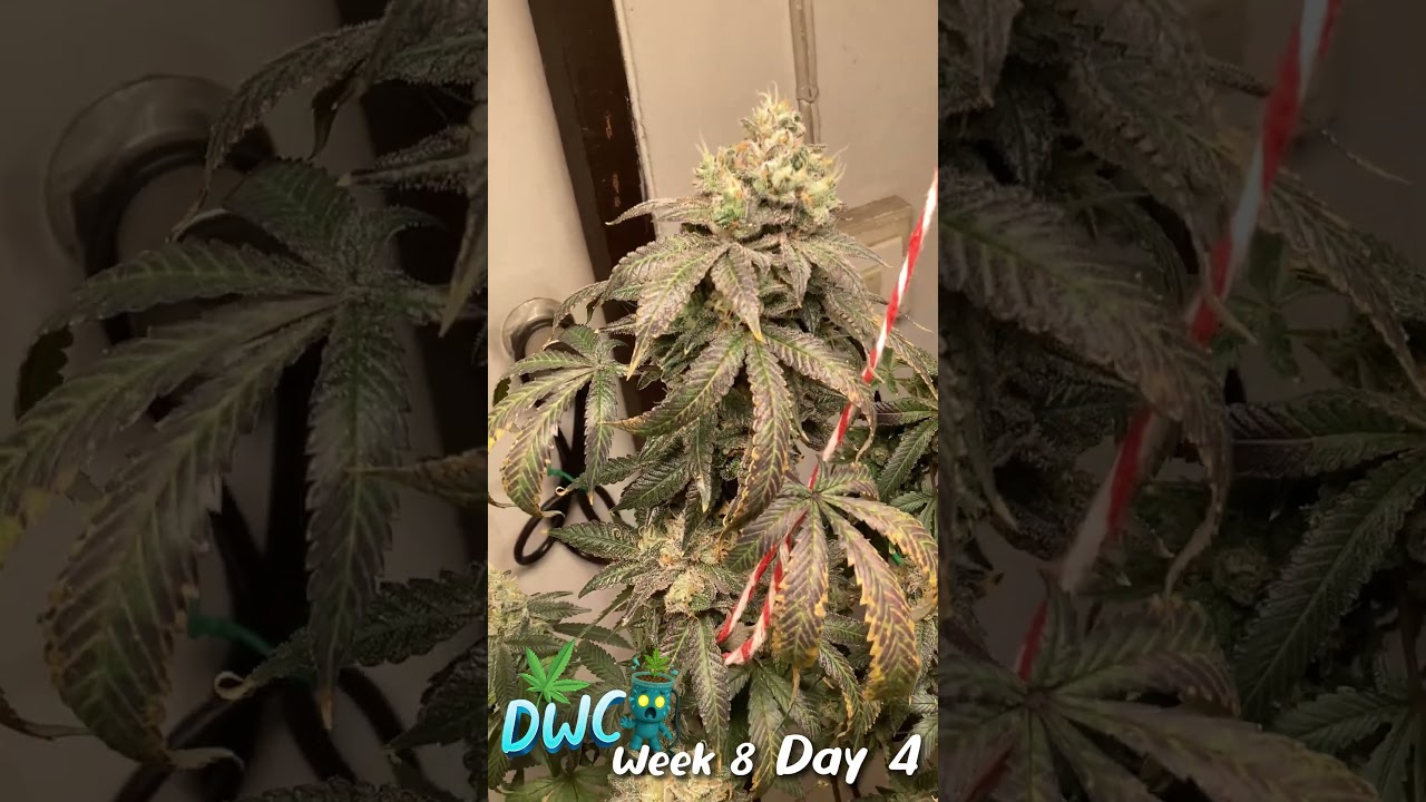COCO VS DWC Week 8 Day 4 #cannabisdispensary #canabis_sativa #hydroponiccannabis #cannabisdiy