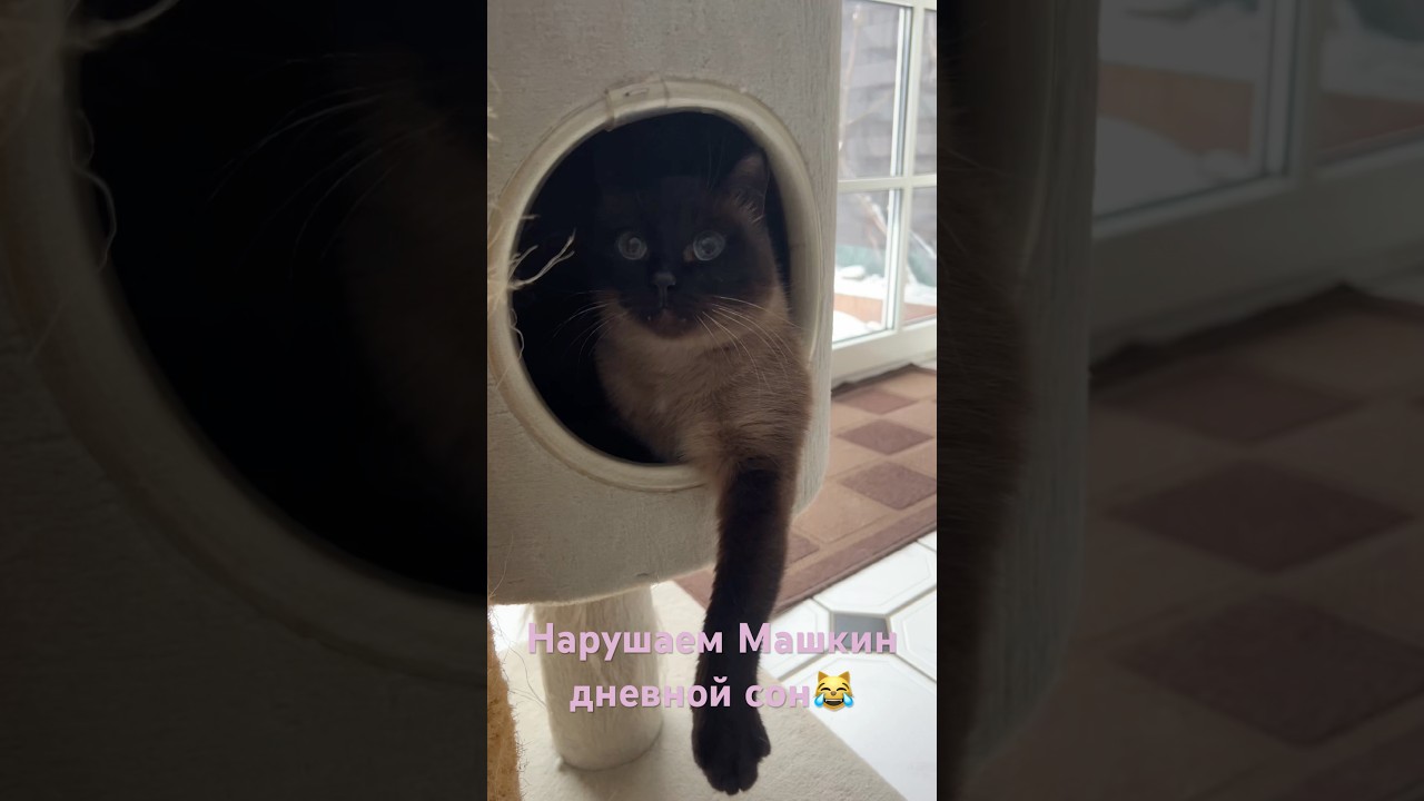 🩸🐾игрунчик Кузя