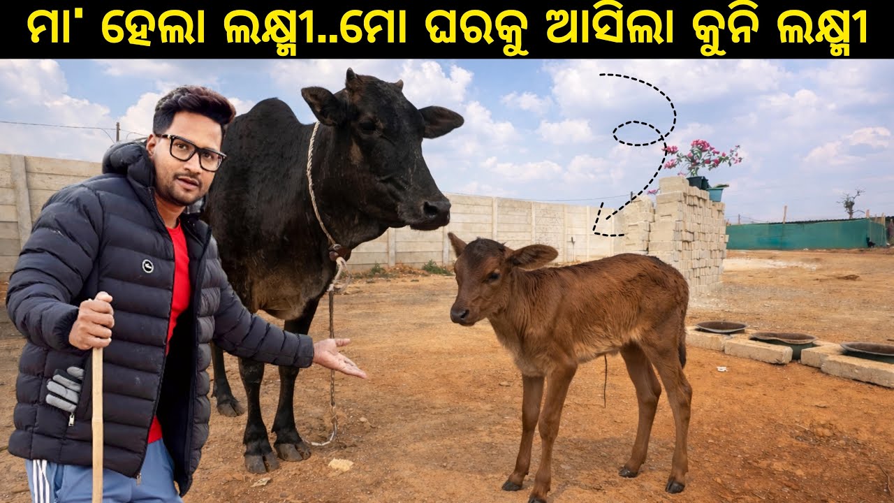 ମା' ହେଲା ଲକ୍ଷ୍ମୀ... ମୋ ଘରକୁ ଆସିଲା କୁନି ଲକ୍ଷ୍ମୀ 🤗