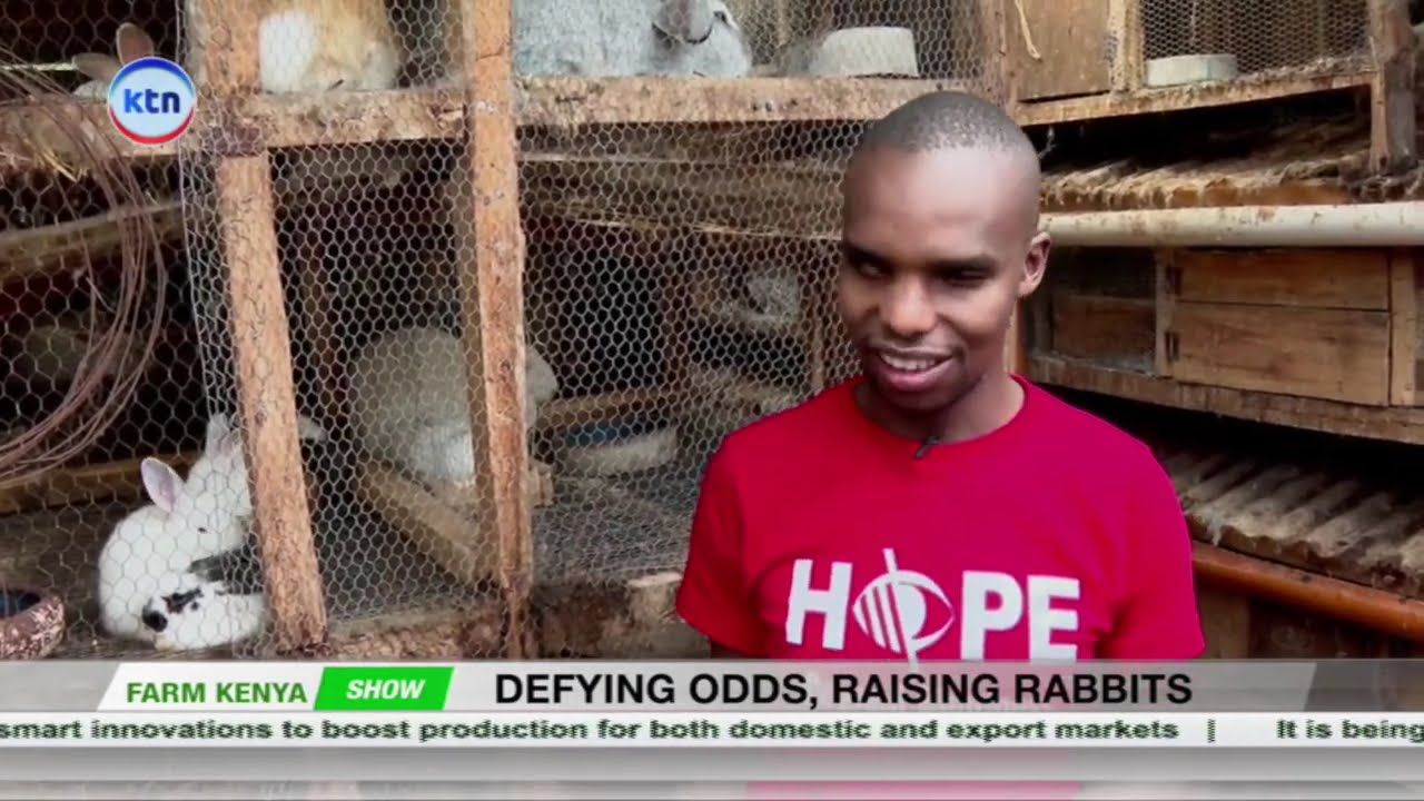 Rabbit Farming Basics: Housing, Feeding & Breeding Explained || Farm Kenya