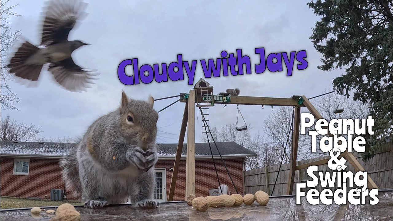 Peanut Table Cloudy with Jays #squirrels #bluejays #wildlife #wildlifefeeding #gopro