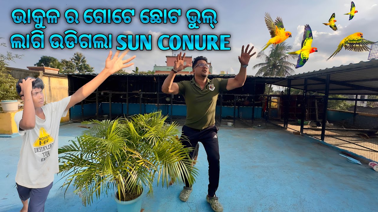 ଭାକୁଳ ର ଗୋଟେ ଛୋଟ ଭୁଲ୍ ଲାଗି ଉଡିଗଲା SUN CONUER 😭😭😭