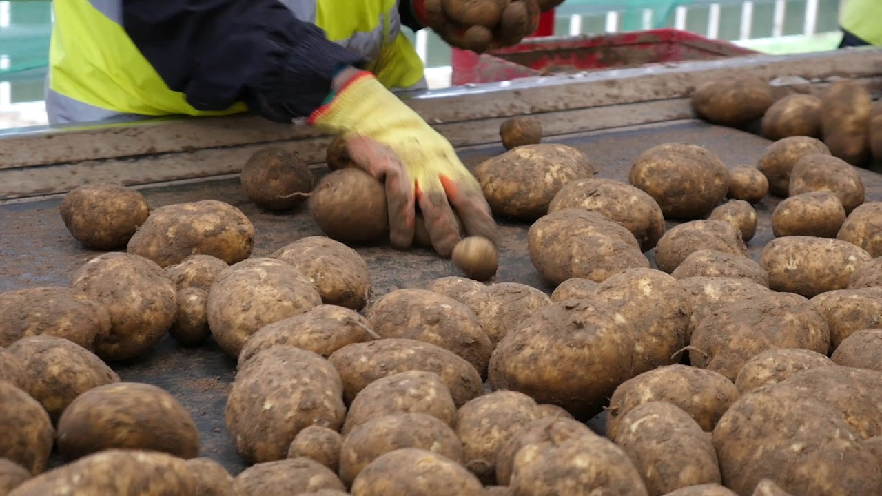 Tong Potato Grading Line