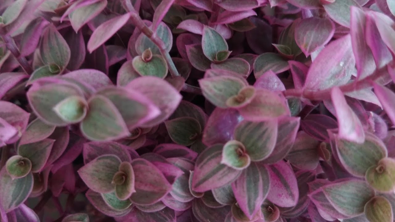 Conheça o Dinheiro em penca rosa ou tostão- dicas de cultivo.