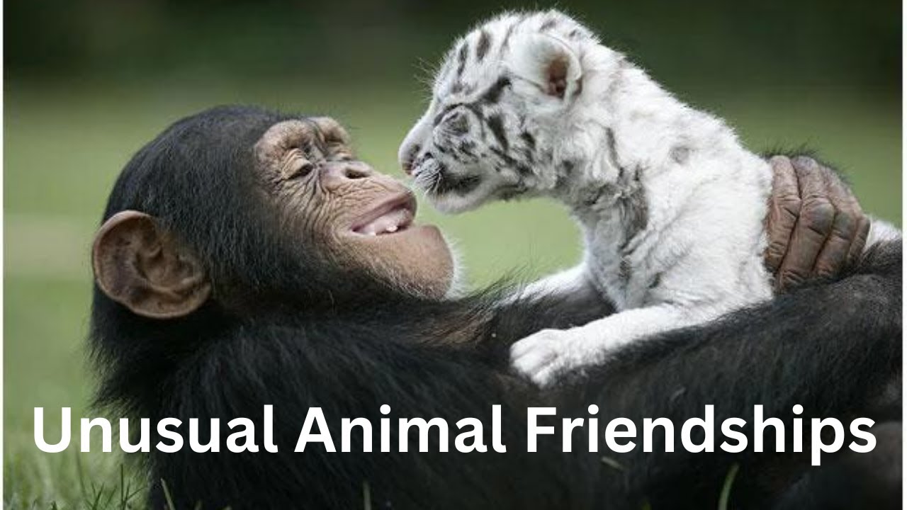 Unusual Animal Friendships | Surprising bonds in the animal kingdom