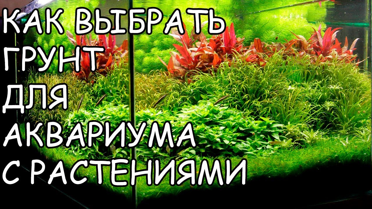 КАК ВЫБРАТЬ ГРУНТ ДЛЯ АКВАРИУМА С РАСТЕНИЯМИ