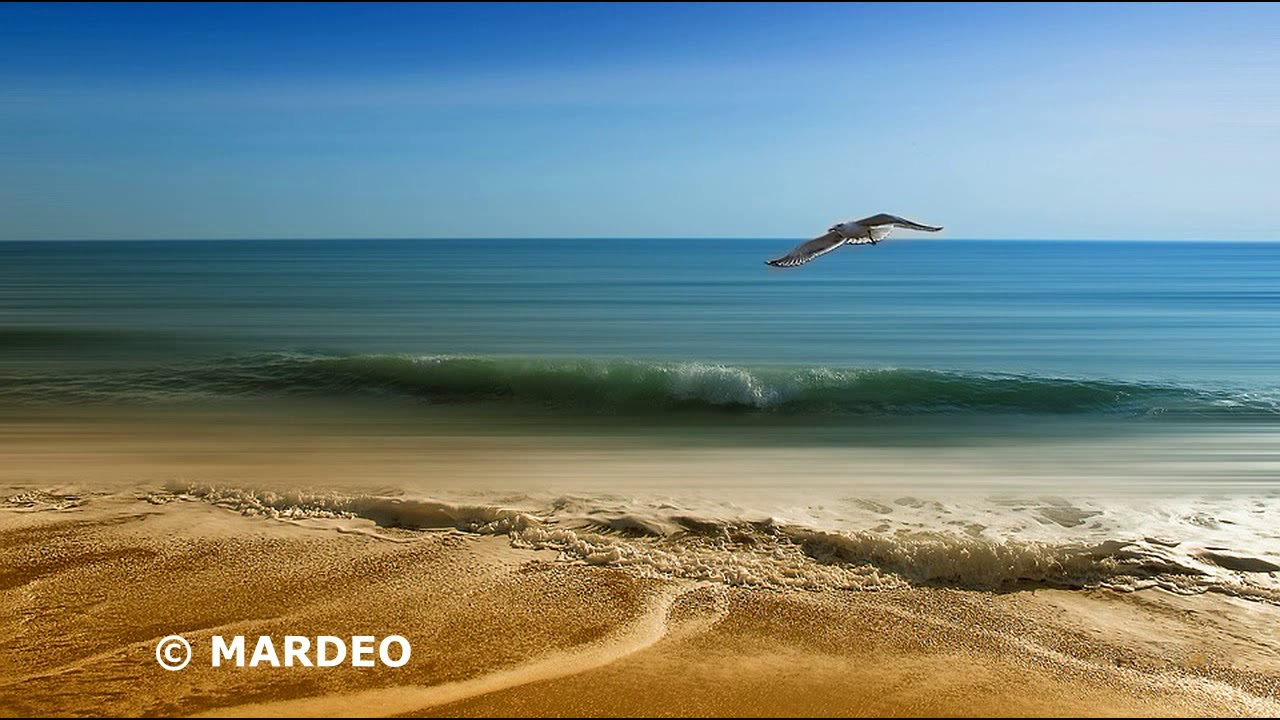 Son des vagues de la mer avec des mouettes | 10 heures