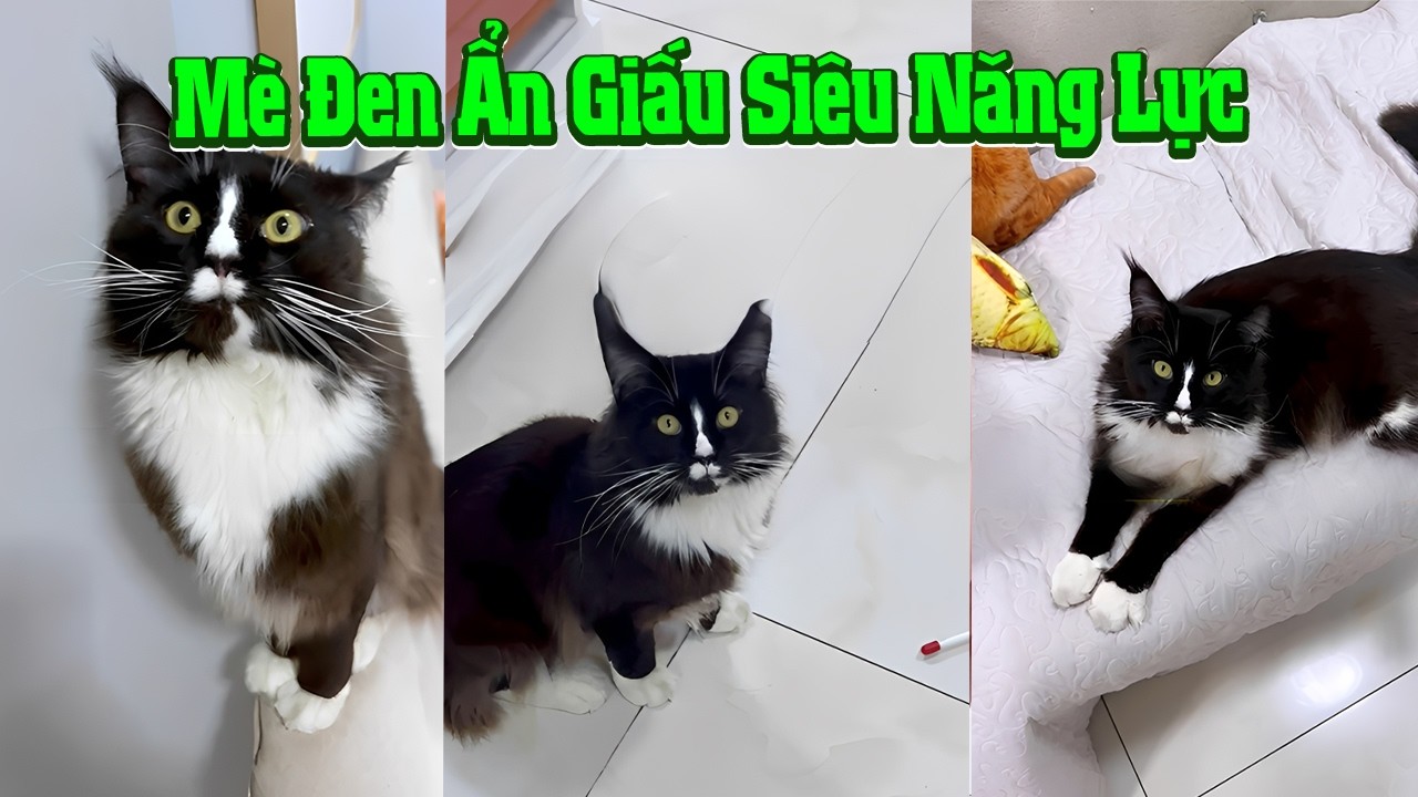 😄 Mè Đen Ẩn Giấu Siêu Năng Lực🐱😱 #senkhoc #thunuoihaivl #ytshortsvietnam #meohera