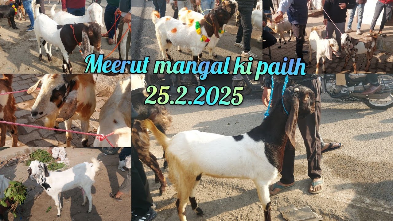 MEERUT MANGAL KI PAITH WITH LIVE UPDATE 25 February 2025