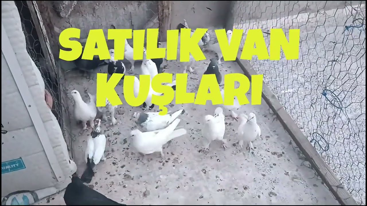 Van Kuşları (SATILIK VAN KUŞLARI)