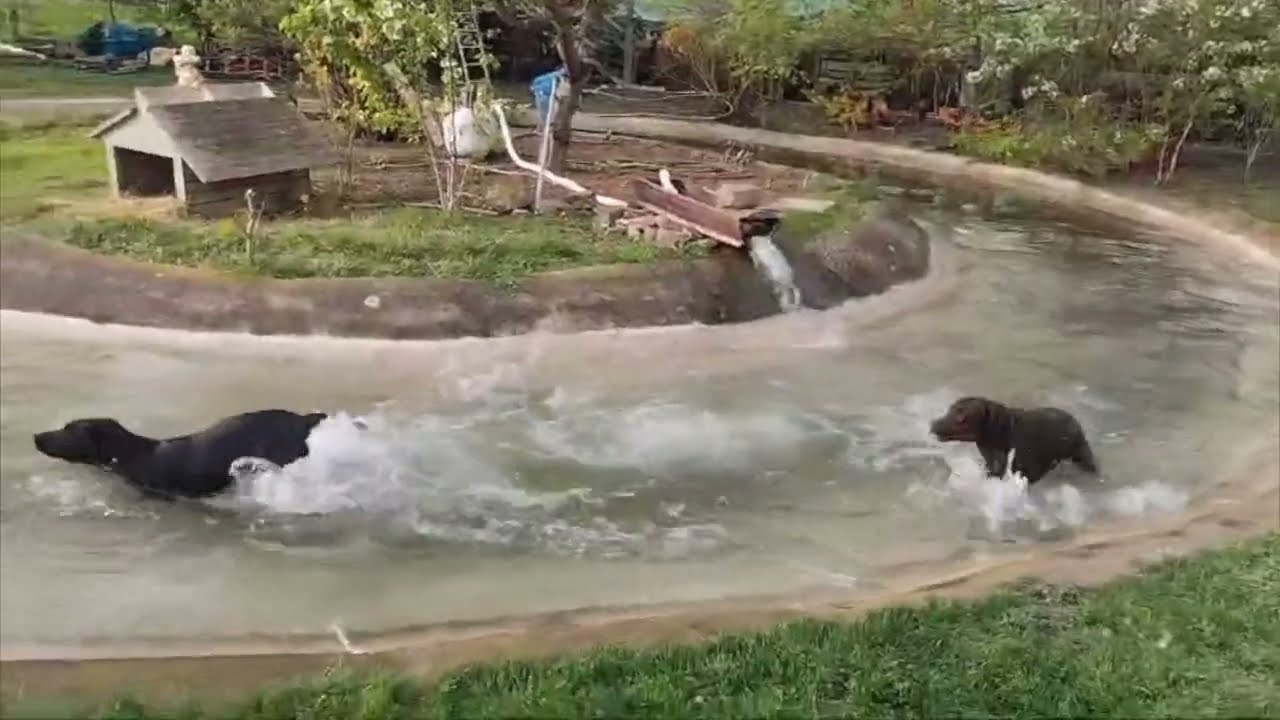 Der beste Hund der Welt 