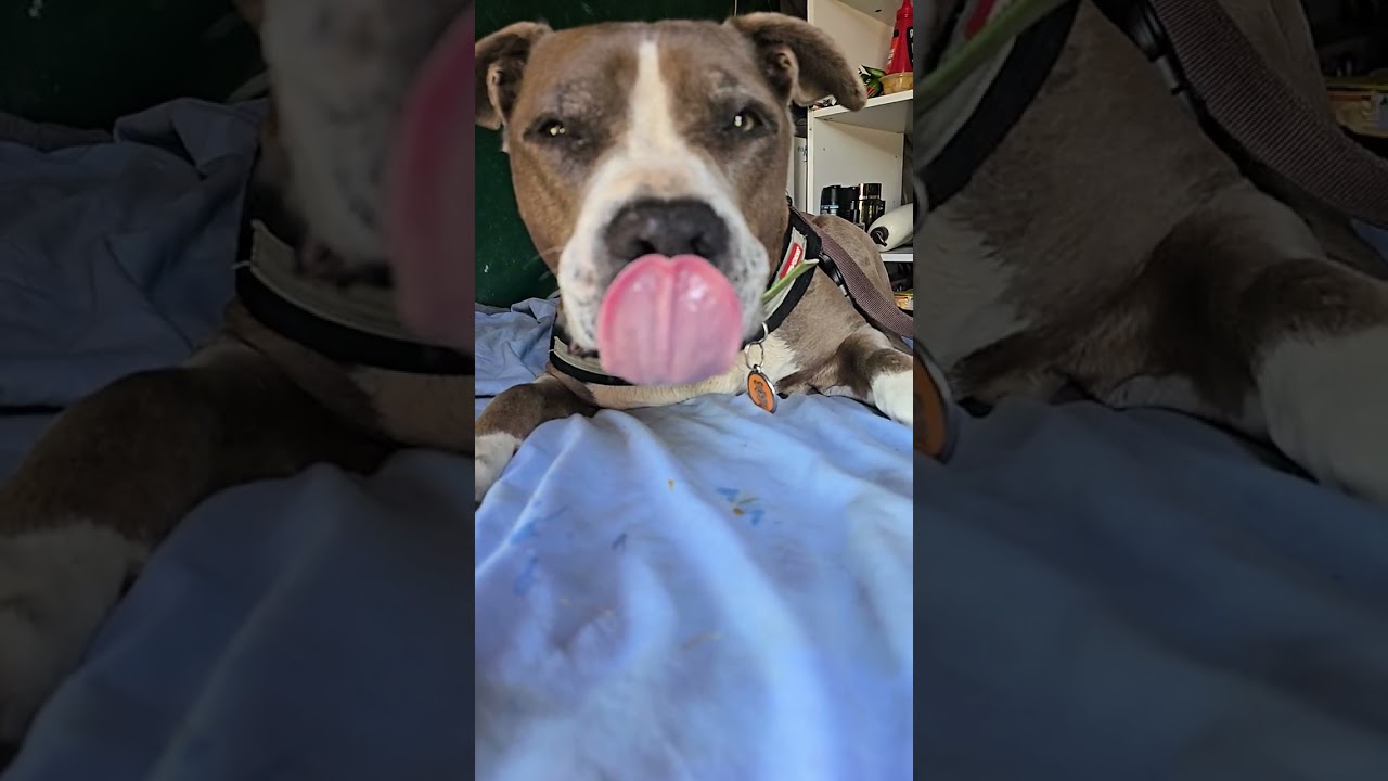 Peanut butter  Treat , Slo mo....#amstaffinit #bronxandroxy #bronxiousmaximus 