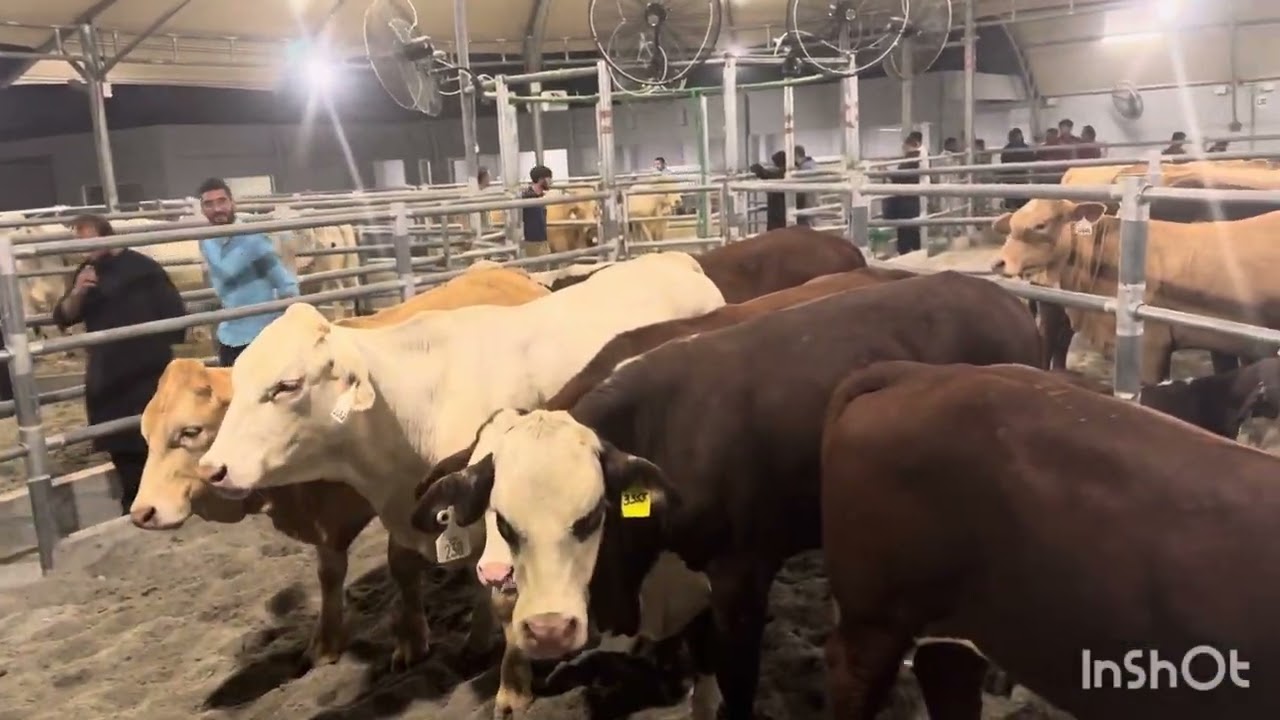 Top genetics of boar goat, sanan, black neck sheep and beef cattle breeds