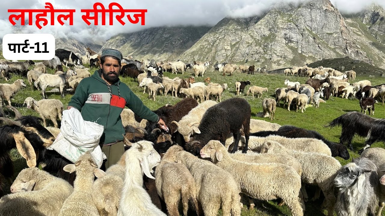 🔥 “पत्थरों पर नमक डालते ही दौड़ी 700 भेड़ बकरियाँ 😲 | भरमौर गद्दी जीवन” 