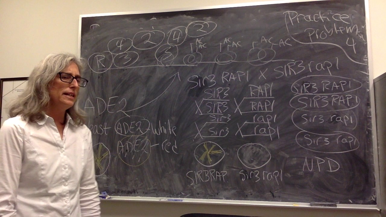 Practice problem 4A Telomere position effects in budding yeast