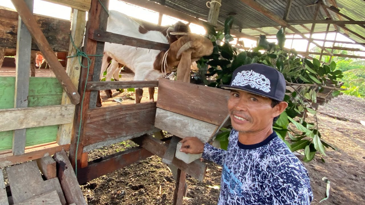 AKHIRNYA KAMBING TIBA DI LAHAN PAK SUMITRO! LANGSUNG SYUKURAN WELCOME PARTY! TRANSMIGRASI SEPUNGGUR