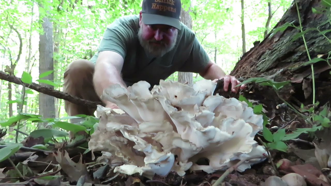 Hen of the Woods Mushroom:  Finding and Preserving