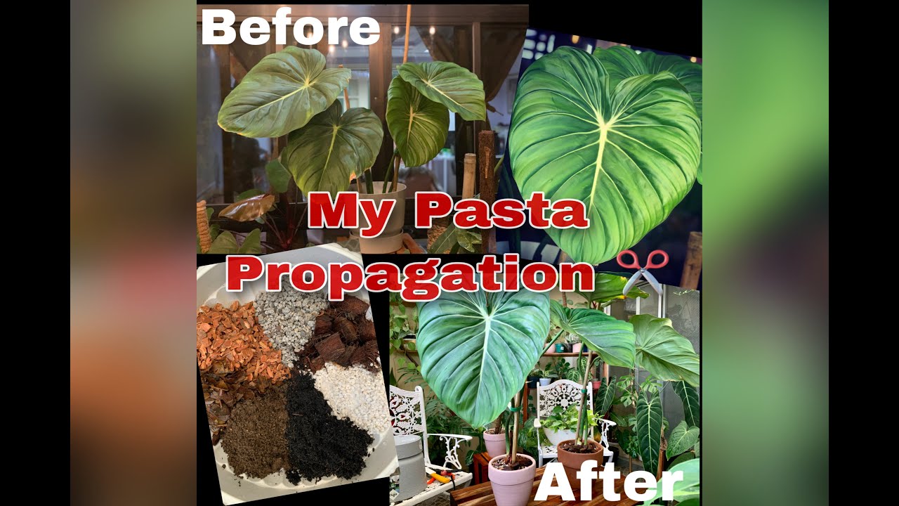 Propagating My Pastazanum